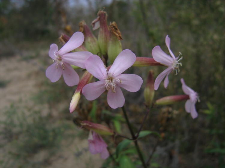 Saponaria officinalis